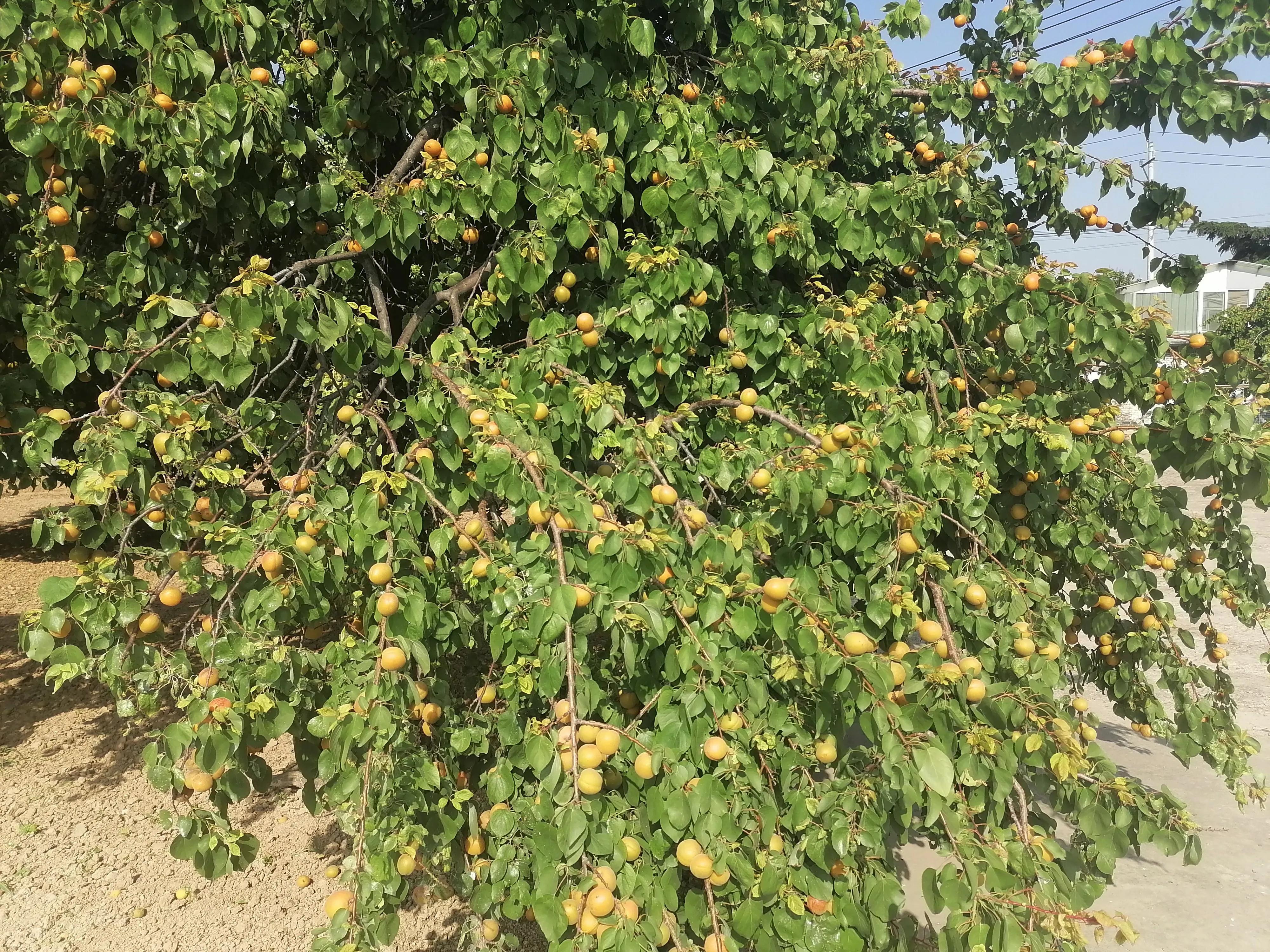 临汾四季气候特点详解_临汾壶口瀑布自然风光_临汾古城墙历史旅游