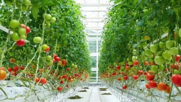 湖州数字乡村建设_湖州智慧农业发展_湖州气候形成原因分析