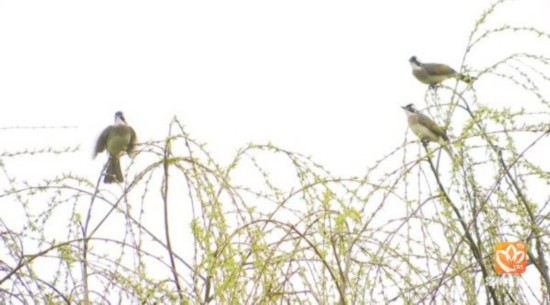 常州历史最暖冬天_常州气温破极值分析_常州历年气温变化对比