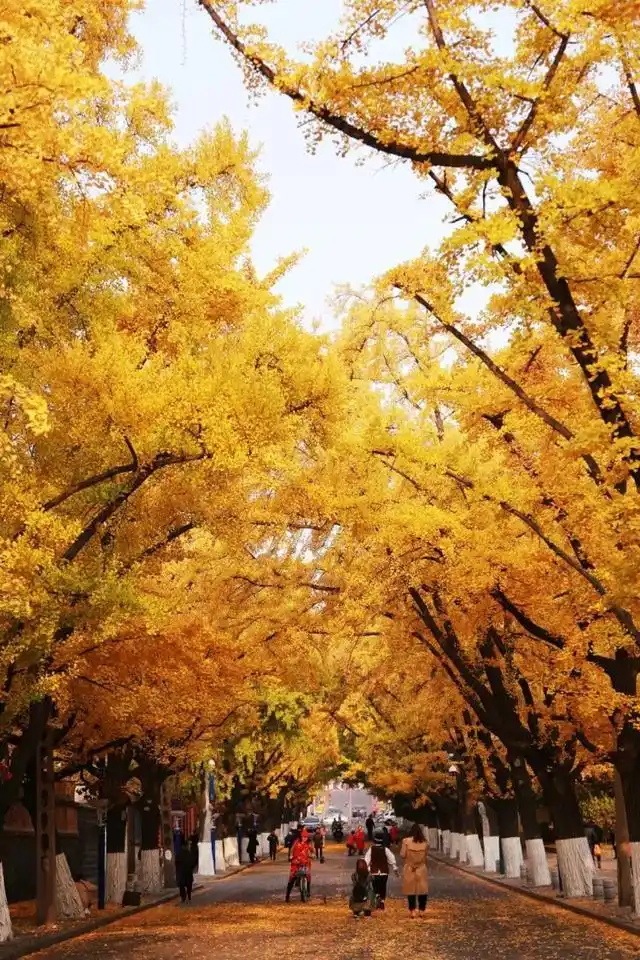 丹东常年降水分布特征_丹东旅游攻略_丹东最佳观赏地